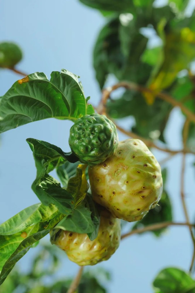 诺丽蓝莓果饮 - 第1张 诺丽蓝莓果饮 - 第1张