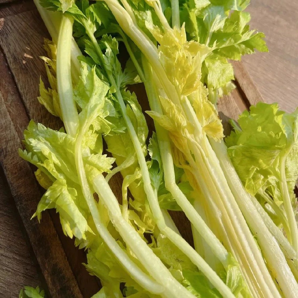 马家沟芹菜 - 第1张 马家沟芹菜 - 第1张