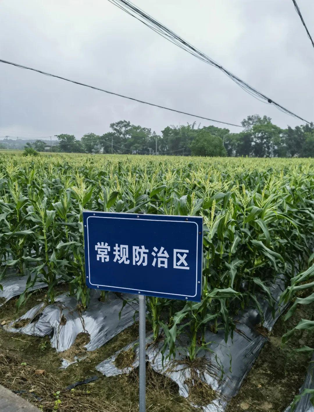 水果牛奶玉米 - 第8张 水果牛奶玉米 - 第8张