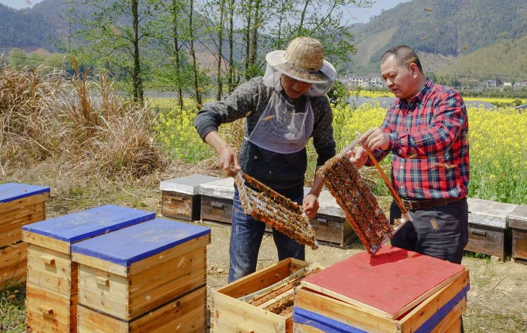恒亮牌蜂胶软胶囊 - 第13张 恒亮牌蜂胶软胶囊 - 第13张