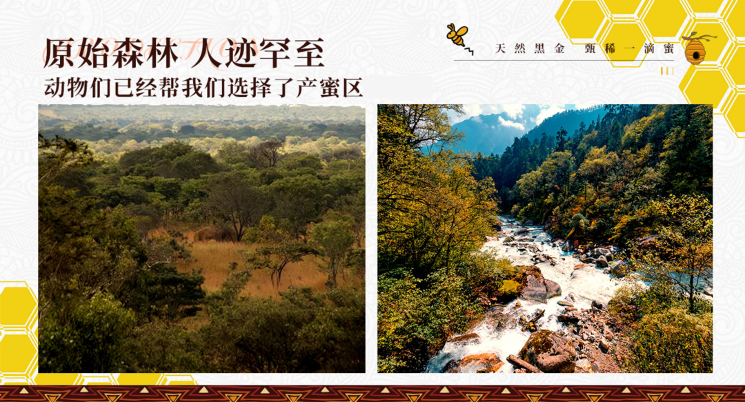 开普山谷部落神树黄晶蜜MPA25+ - 第3张 开普山谷部落神树黄晶蜜MPA25+ - 第3张