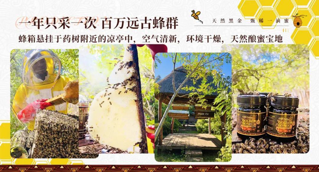 开普山谷部落神树黄晶蜜MPA25+ - 第4张 开普山谷部落神树黄晶蜜MPA25+ - 第4张