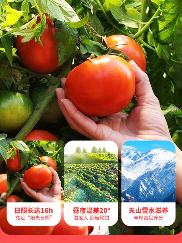 有机西红柿块 - 第1张 有机西红柿块 - 第1张