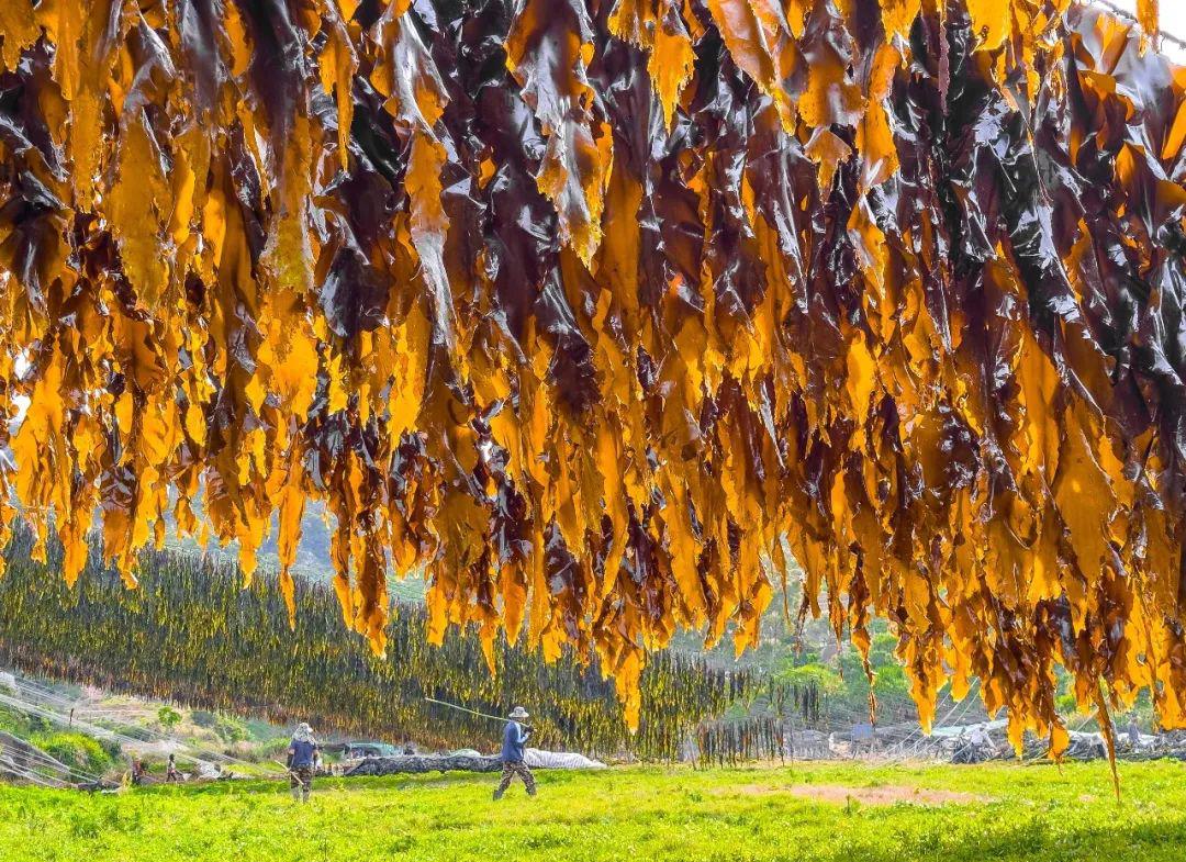 压缩有机海带丝 - 第4张 压缩有机海带丝 - 第4张