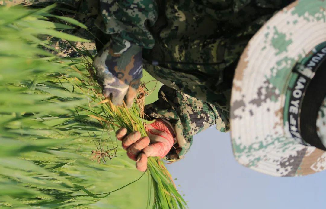 有机挂面(凤归巢) - 第13张 有机挂面(凤归巢) - 第13张