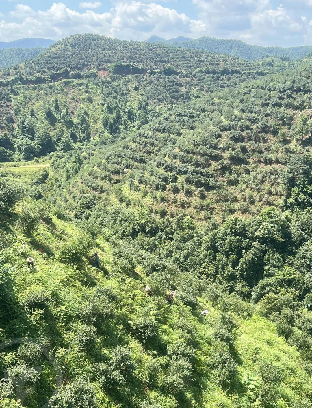 赣南养生山茶油 - 第3张 赣南养生山茶油 - 第3张