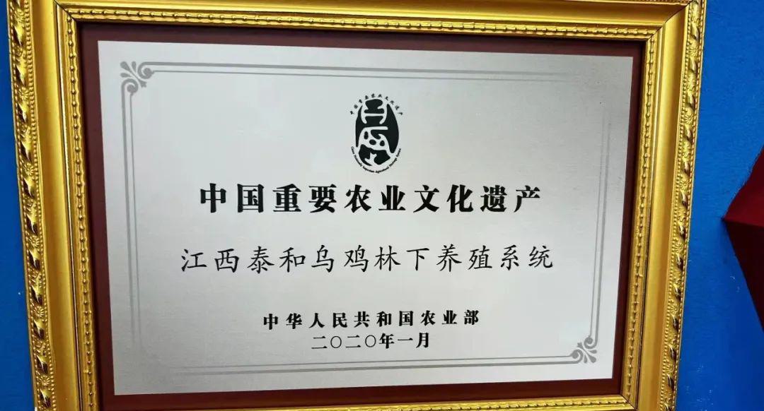 泰和原种乌鸡 - 第16张 泰和原种乌鸡 - 第16张