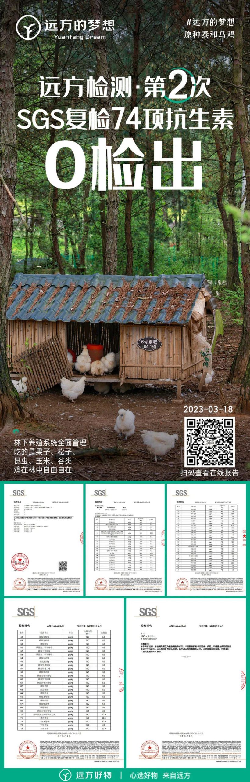 泰和原种乌鸡 - 第18张 泰和原种乌鸡 - 第18张
