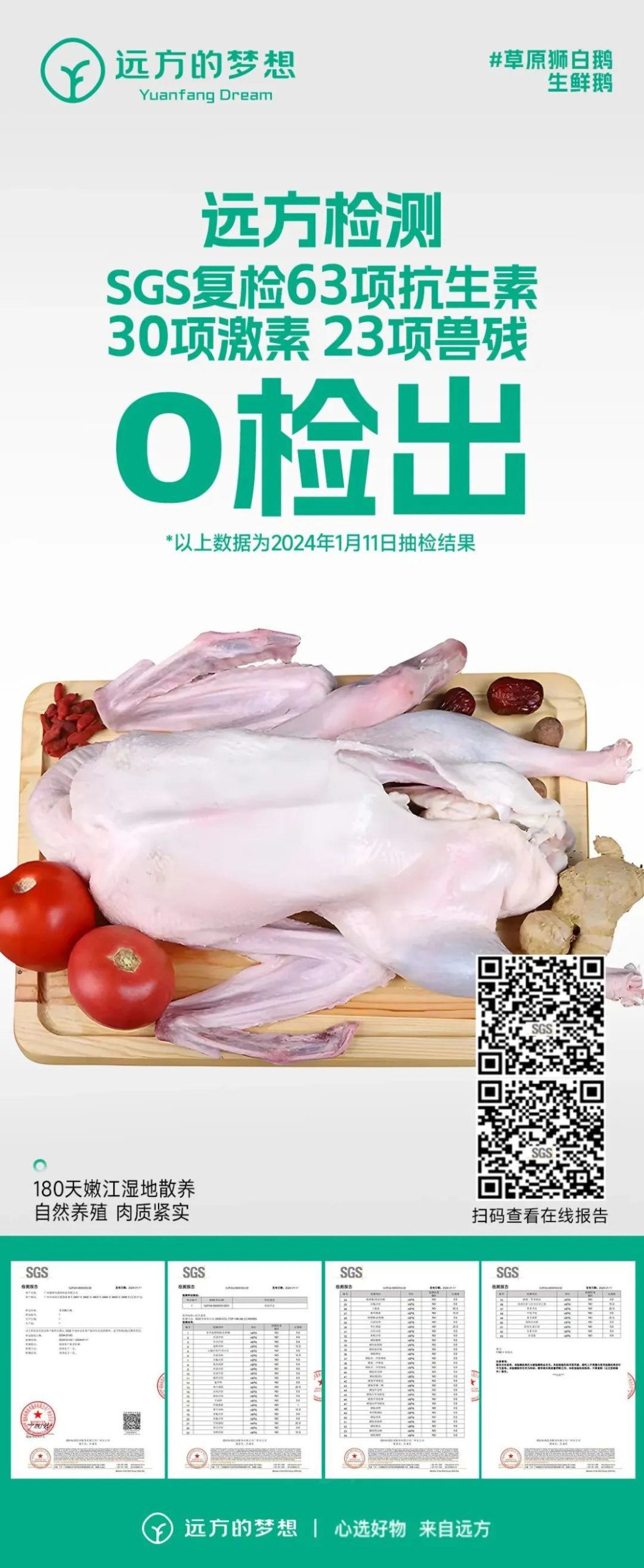 草原狮白鹅生鲜鹅 - 第28张 草原狮白鹅生鲜鹅 - 第28张