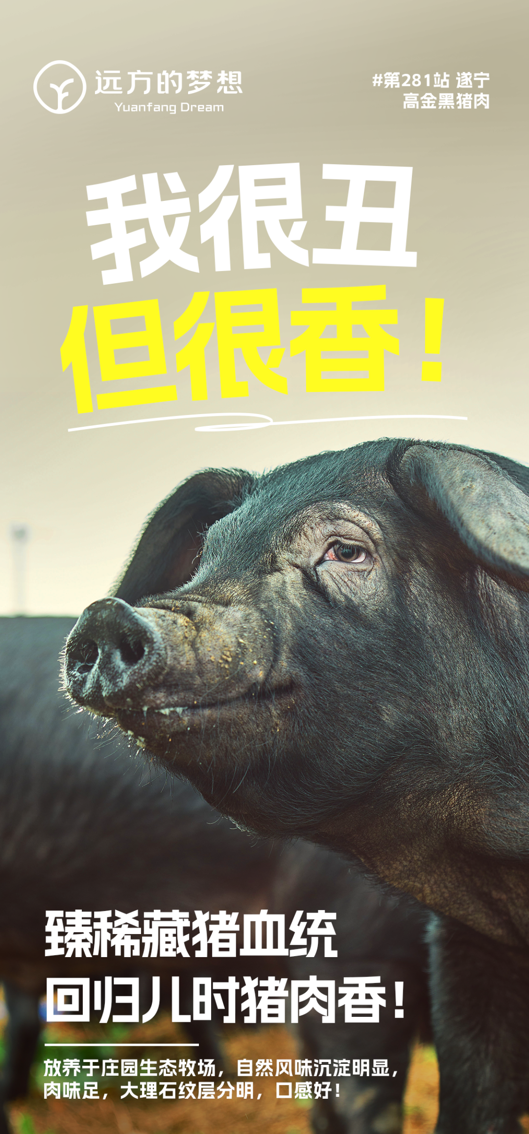 黑猪肉 - 第11张 黑猪肉 - 第11张