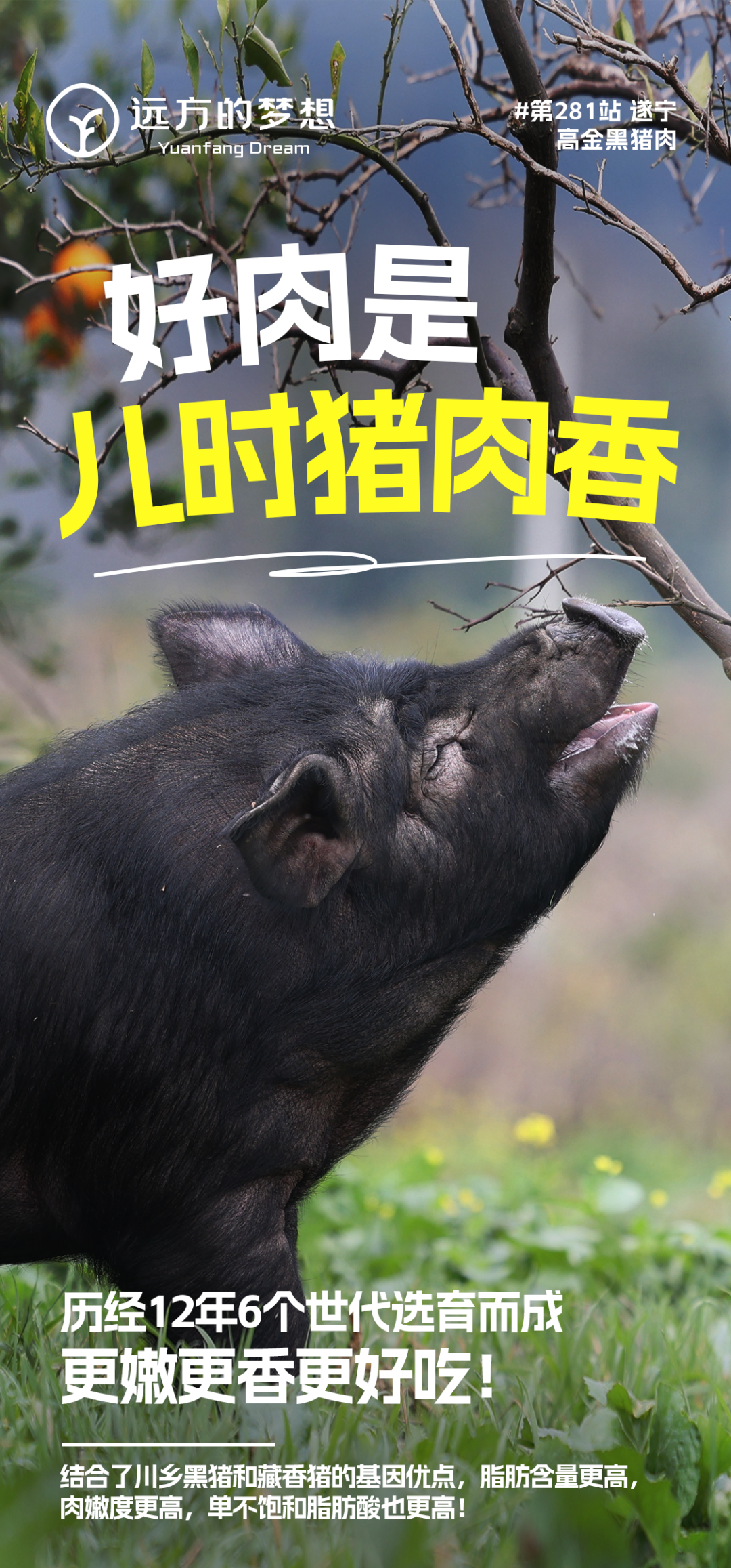 黑猪肉 - 第12张 黑猪肉 - 第12张