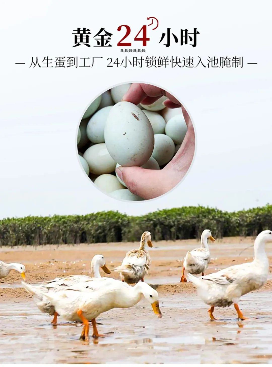 北海烤海鸭蛋 - 第8张 北海烤海鸭蛋 - 第8张