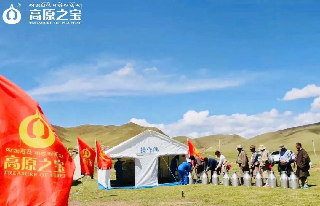 有机牦牛奶粉 - 第23张 有机牦牛奶粉 - 第23张