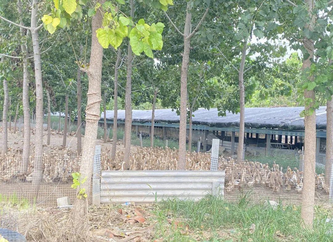 八珍良膳咸鸭蛋 - 第11张 八珍良膳咸鸭蛋 - 第11张