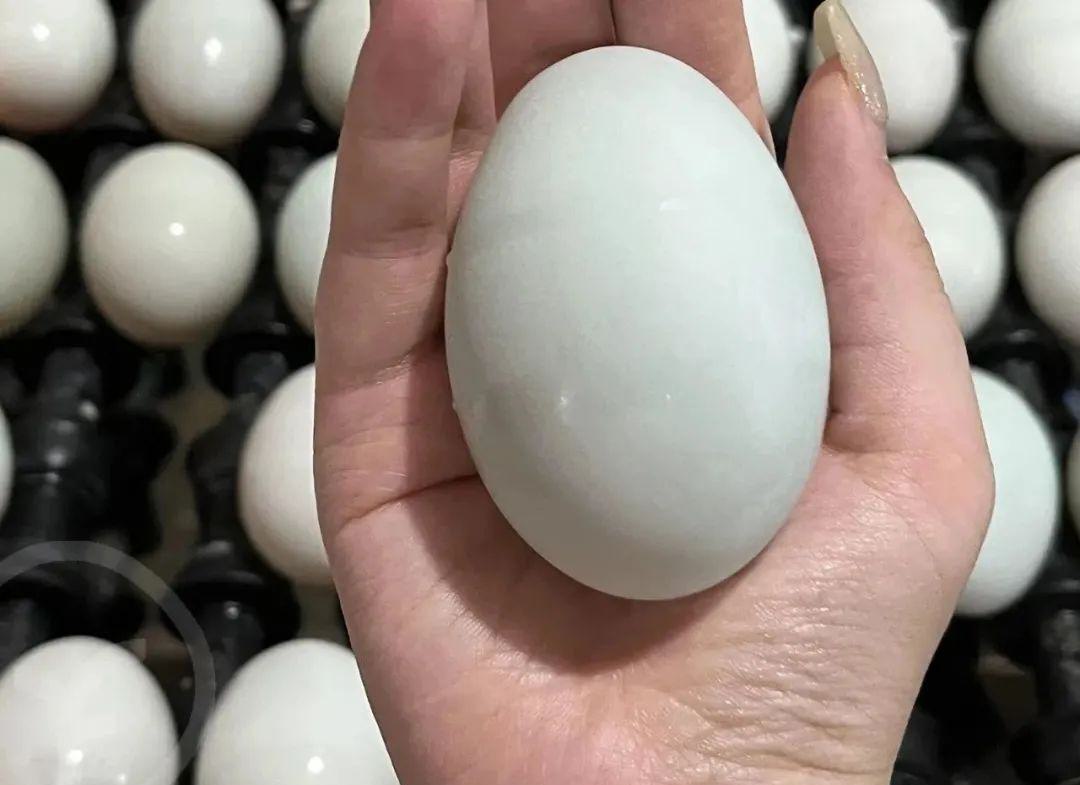 八珍良膳咸鸭蛋 - 第30张 八珍良膳咸鸭蛋 - 第30张