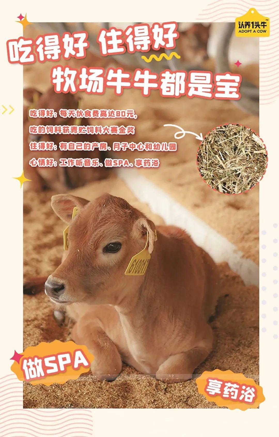 远方的梦想冷藏娟姗牛乳 - 第8张 远方的梦想冷藏娟姗牛乳 - 第8张