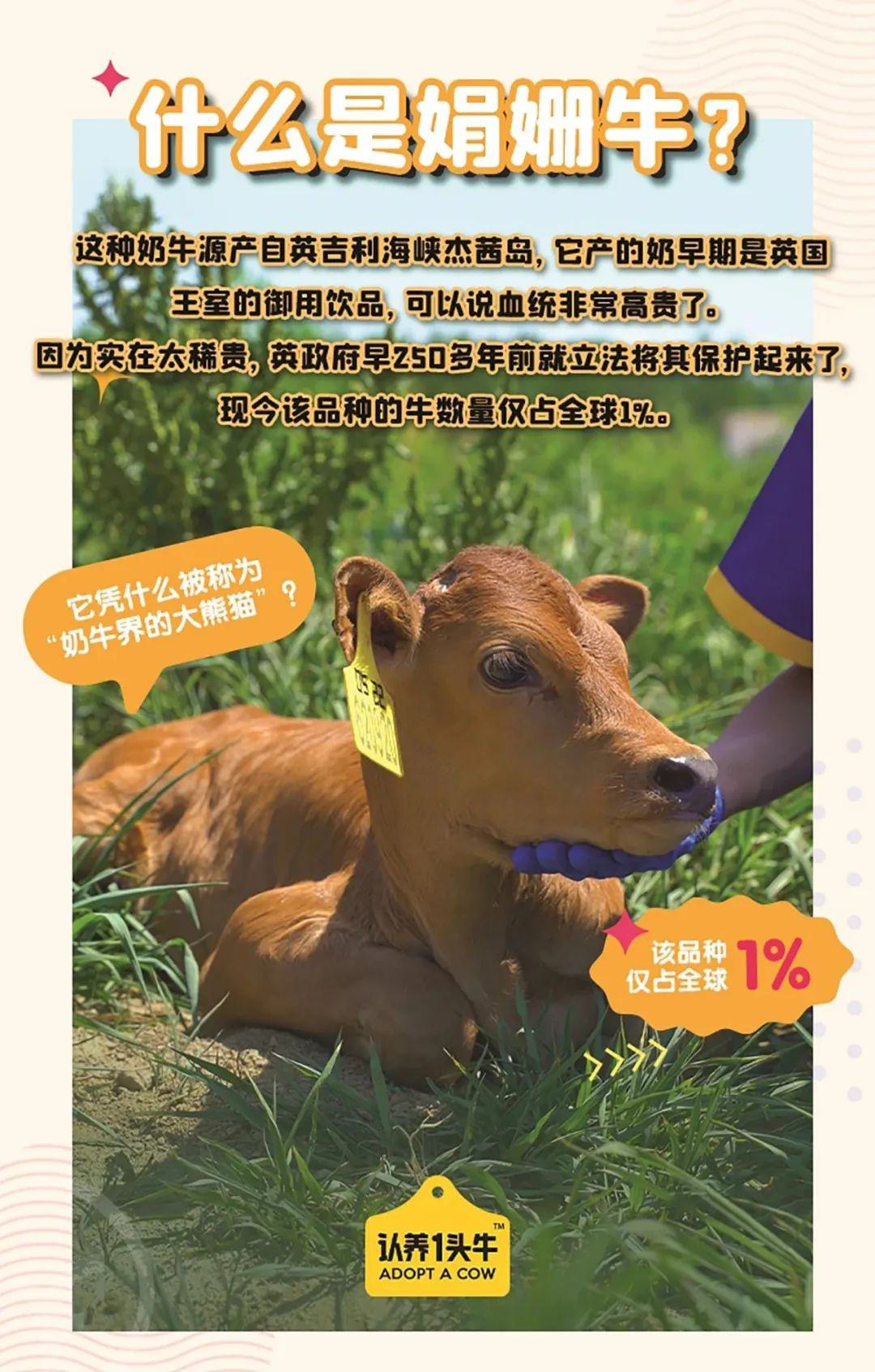 远方的梦想冷藏娟姗牛乳 - 第9张 远方的梦想冷藏娟姗牛乳 - 第9张