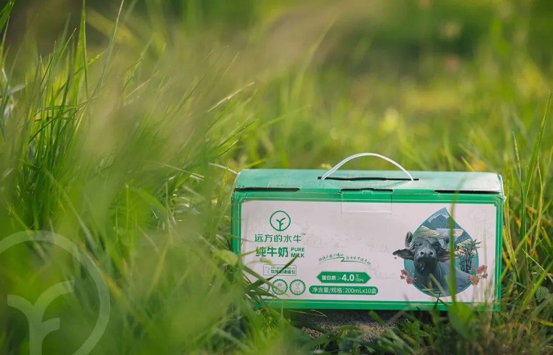 远方的水牛纯牛奶 - 第3张 远方的水牛纯牛奶 - 第3张