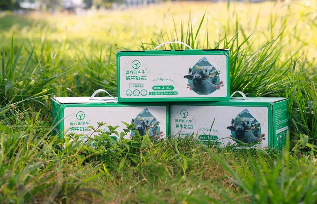 远方的水牛纯牛奶 - 第4张 远方的水牛纯牛奶 - 第4张