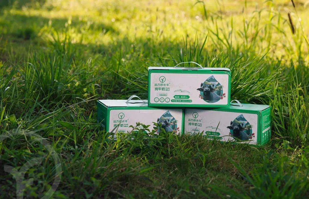 远方的水牛纯牛奶 - 第13张 远方的水牛纯牛奶 - 第13张