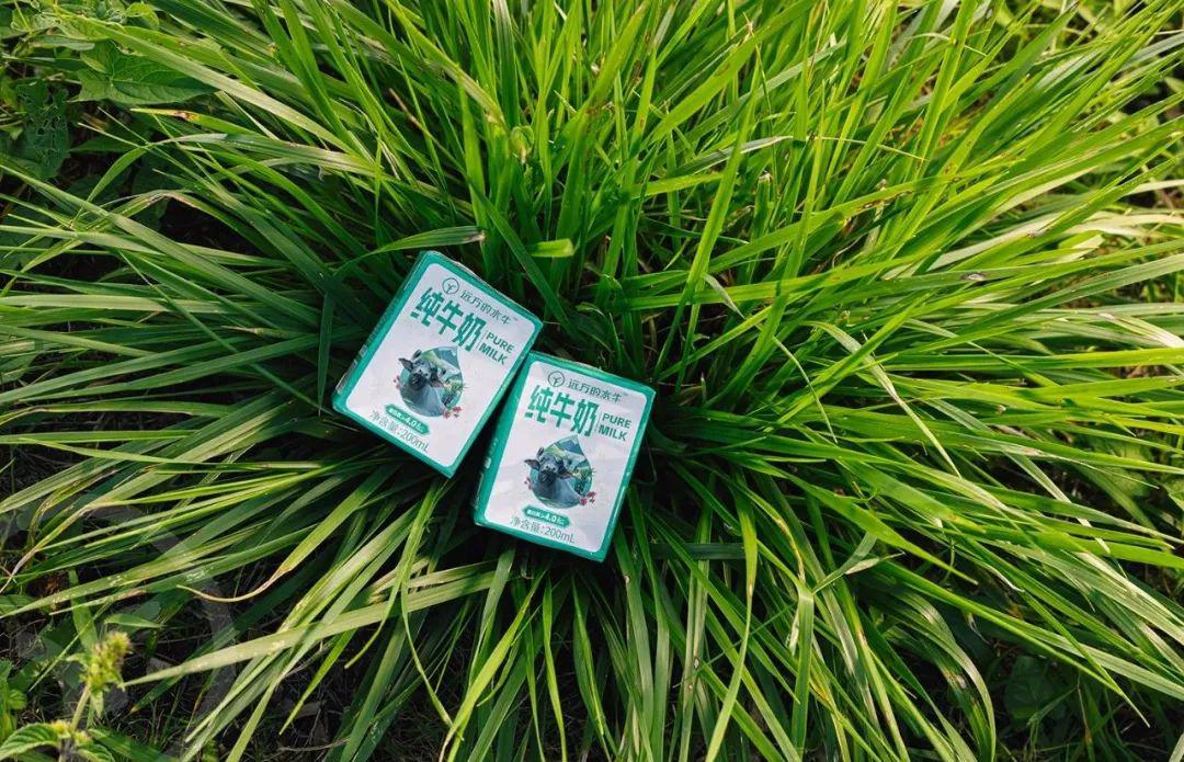 远方的水牛纯牛奶 - 第22张 远方的水牛纯牛奶 - 第22张