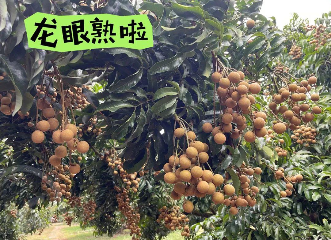 远方的梦想石硖龙眼 - 第5张 远方的梦想石硖龙眼 - 第5张