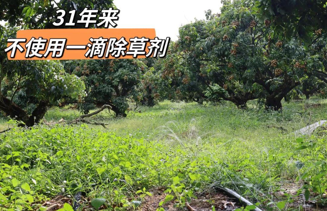 远方的梦想石硖龙眼 - 第14张 远方的梦想石硖龙眼 - 第14张