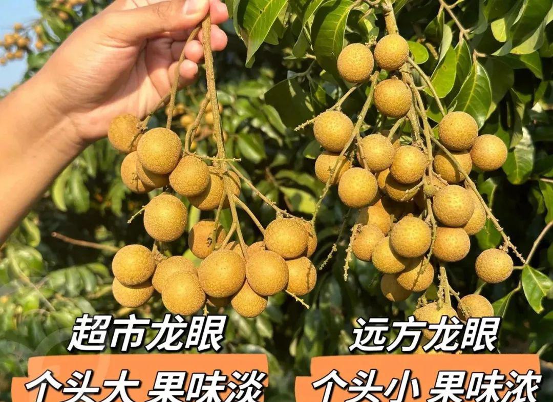 远方的梦想石硖龙眼 - 第15张 远方的梦想石硖龙眼 - 第15张