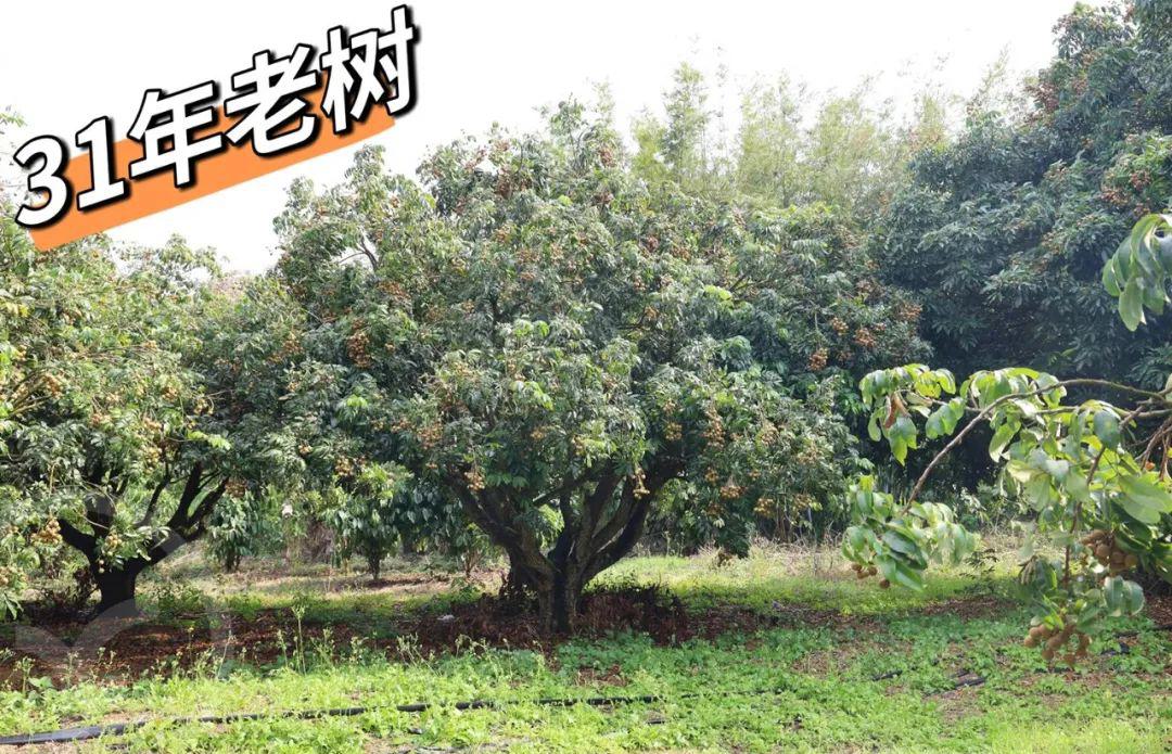 远方的梦想石硖龙眼 - 第18张 远方的梦想石硖龙眼 - 第18张