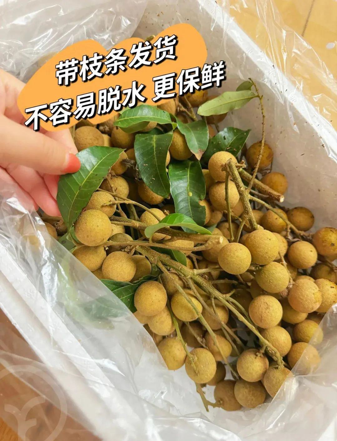 远方的梦想石硖龙眼 - 第19张 远方的梦想石硖龙眼 - 第19张