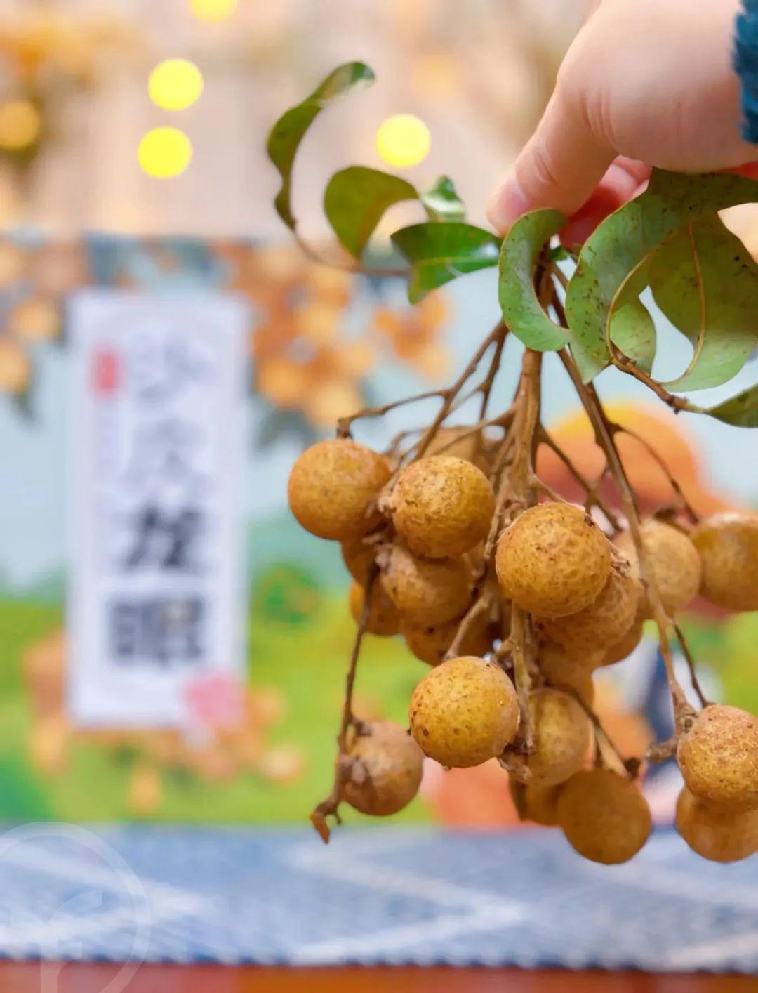 远方的梦想石硖龙眼 - 第29张 远方的梦想石硖龙眼 - 第29张