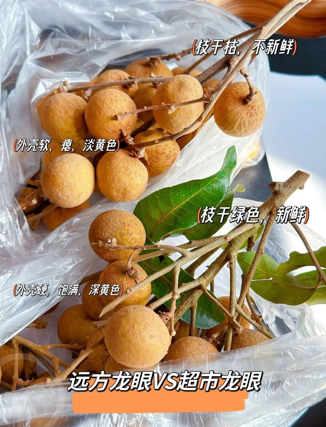 远方的梦想石硖龙眼 - 第32张 远方的梦想石硖龙眼 - 第32张