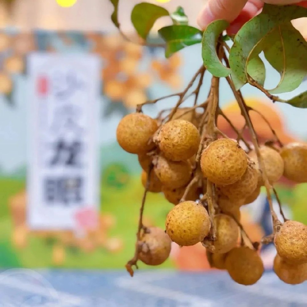远方的梦想石硖龙眼 - 第1张 远方的梦想石硖龙眼 - 第1张