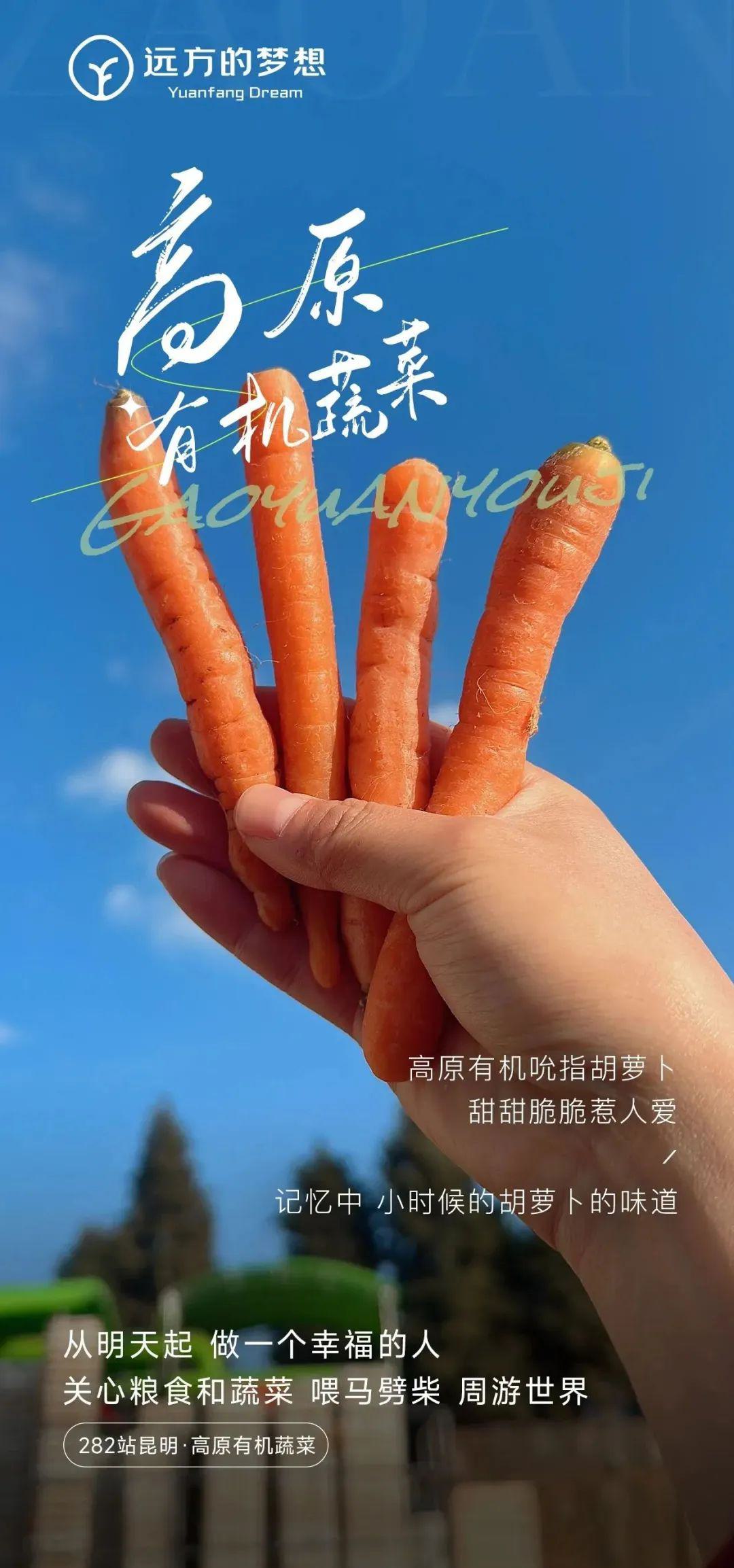 有机吮指胡萝卜 - 第3张 有机吮指胡萝卜 - 第3张