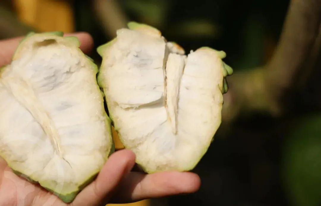 远方的梦想生鲜频道释迦果 - 第3张 远方的梦想生鲜频道释迦果 - 第3张