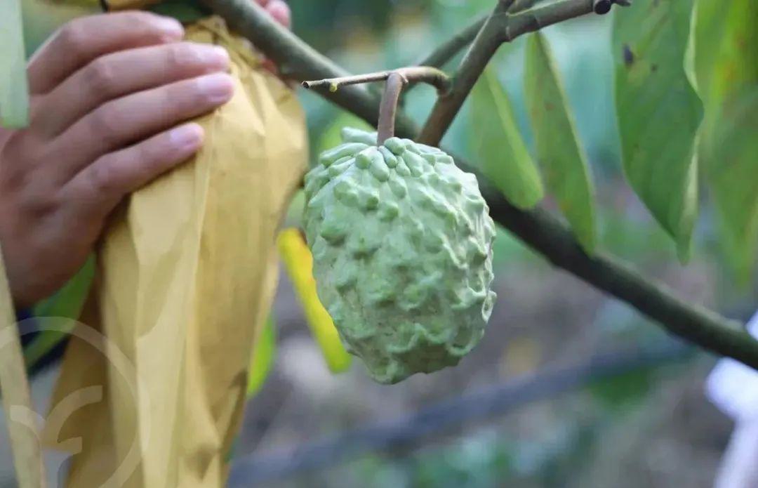 远方的梦想生鲜频道释迦果 - 第4张 远方的梦想生鲜频道释迦果 - 第4张