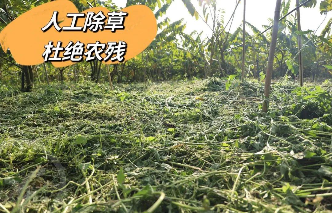 远方的梦想生鲜频道释迦果 - 第17张 远方的梦想生鲜频道释迦果 - 第17张