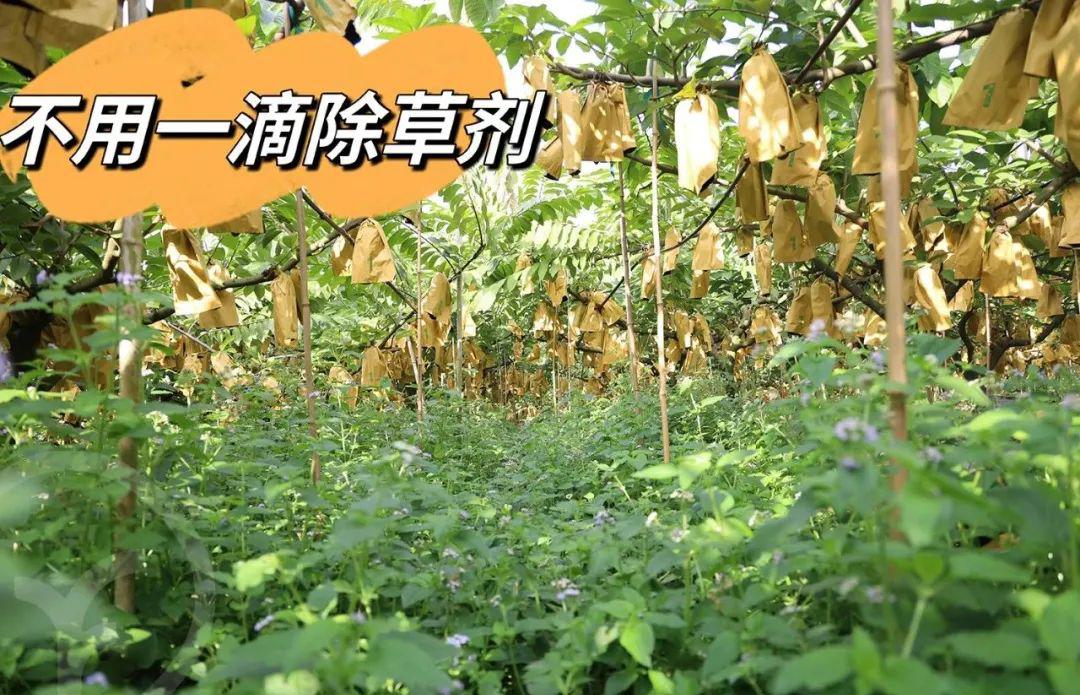 远方的梦想生鲜频道释迦果 - 第18张 远方的梦想生鲜频道释迦果 - 第18张