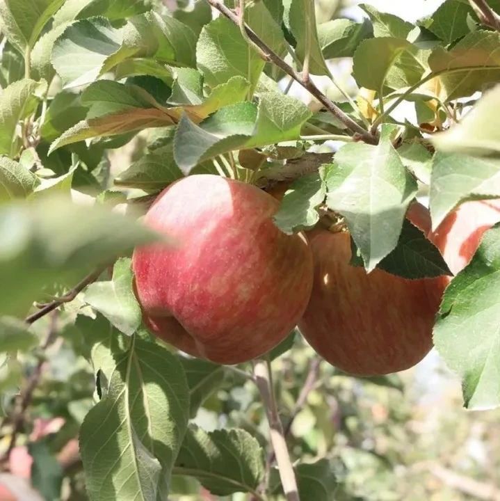 远方的梦想生鲜频道 | 阿克苏苹果 - 第1张 远方的梦想生鲜频道 | 阿克苏苹果 - 第1张