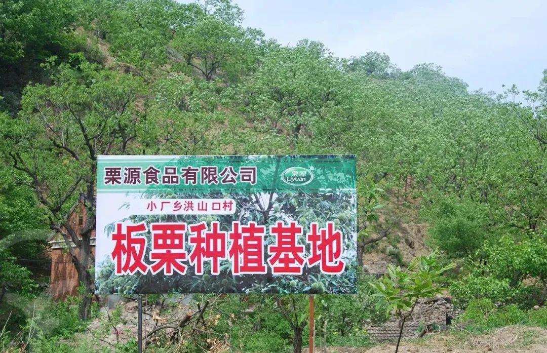 有机鲜板栗 - 第6张 有机鲜板栗 - 第6张