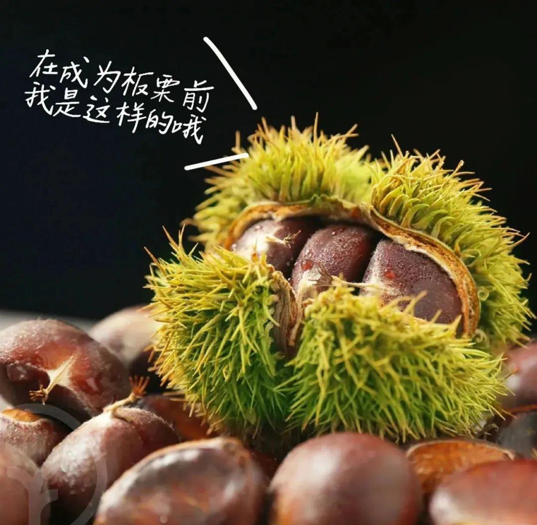 有机鲜板栗 - 第30张 有机鲜板栗 - 第30张
