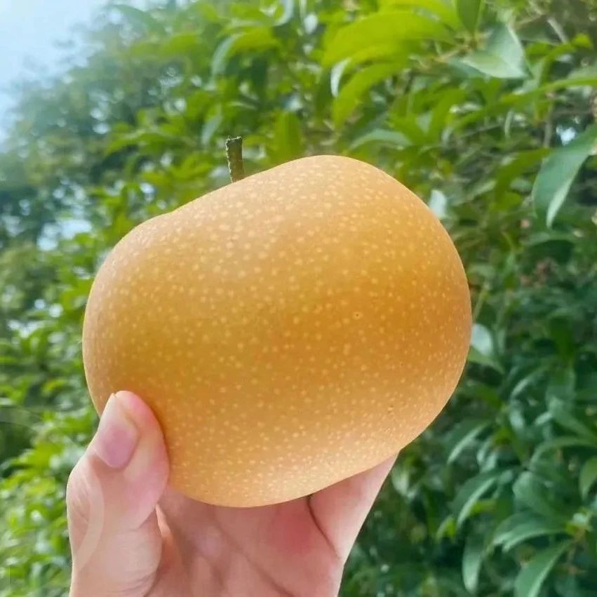 远方的梦想生鲜频道 | 山东秋月梨 - 第1张 远方的梦想生鲜频道 | 山东秋月梨 - 第1张