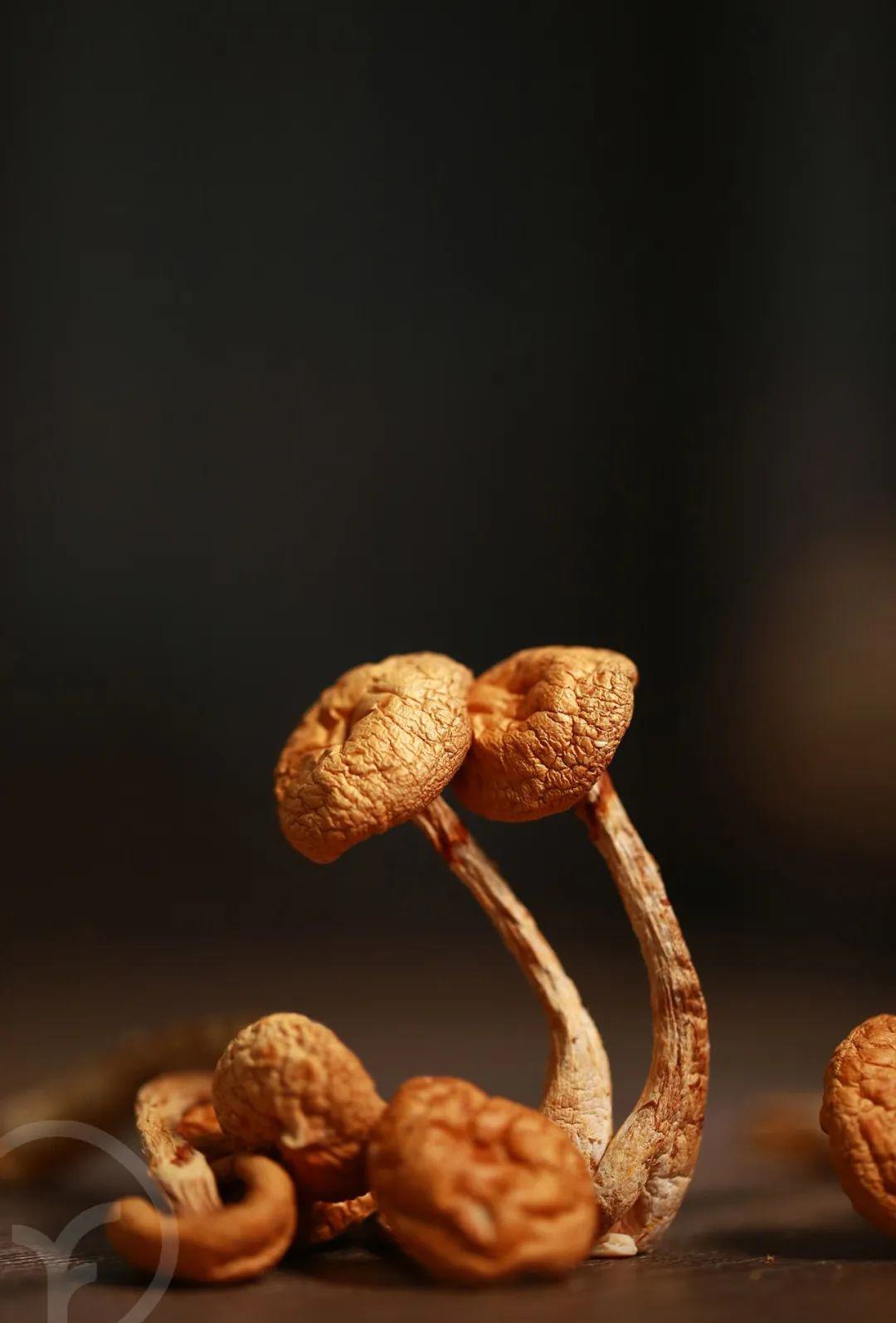 远方的梦想有机黄蘑 - 第16张 远方的梦想有机黄蘑 - 第16张