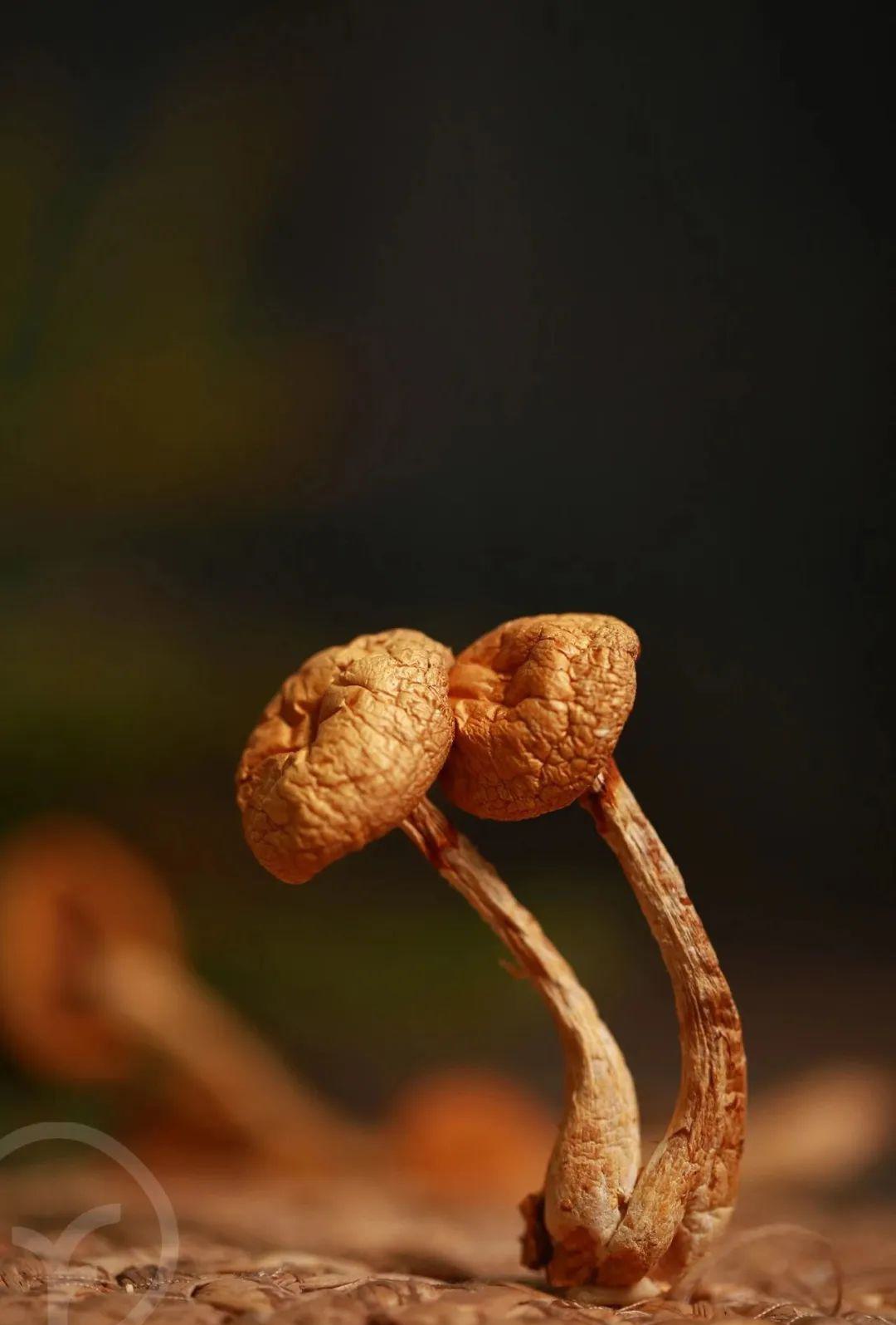 远方的梦想有机黄蘑 - 第17张 远方的梦想有机黄蘑 - 第17张