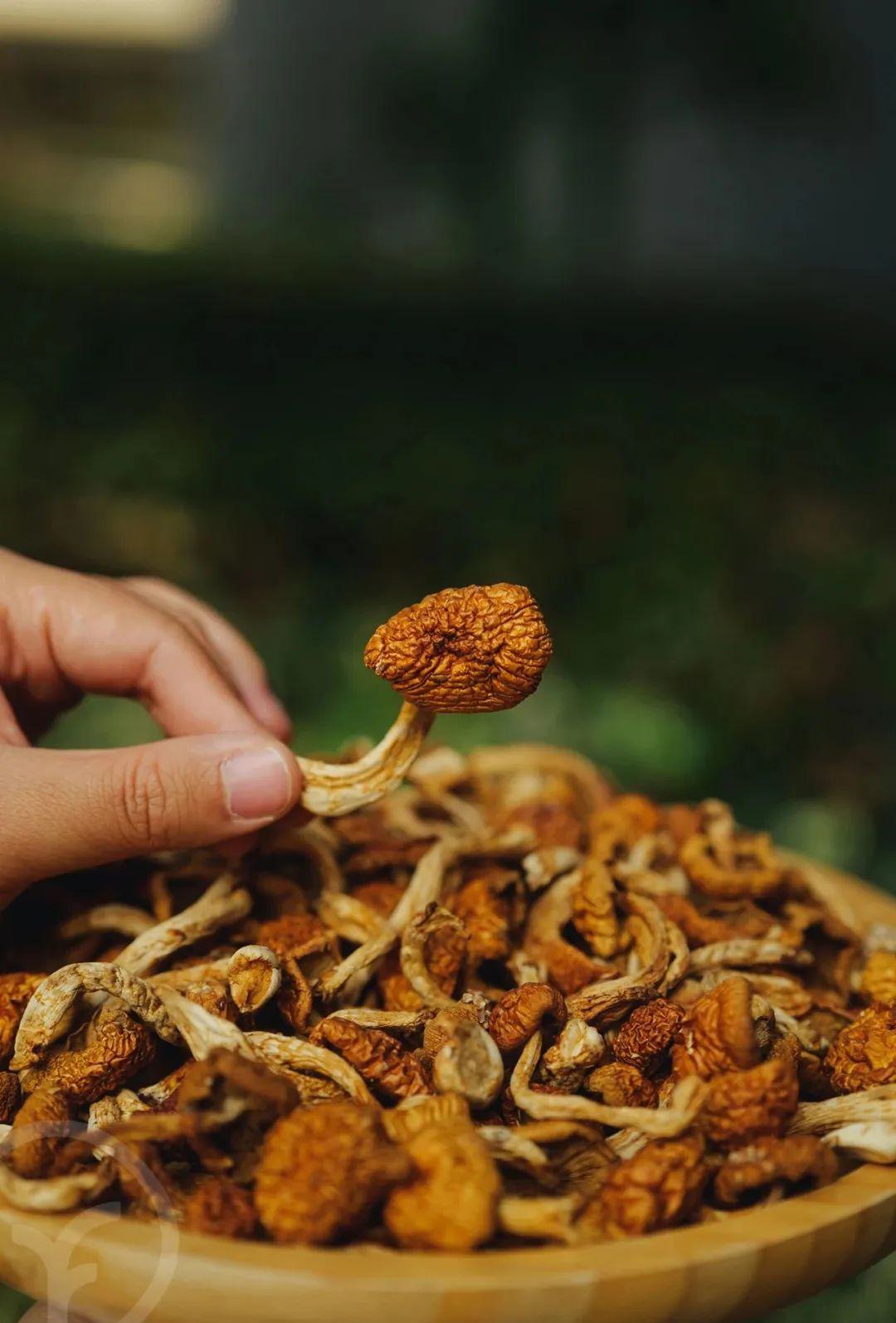 远方的梦想有机黄蘑 - 第19张 远方的梦想有机黄蘑 - 第19张