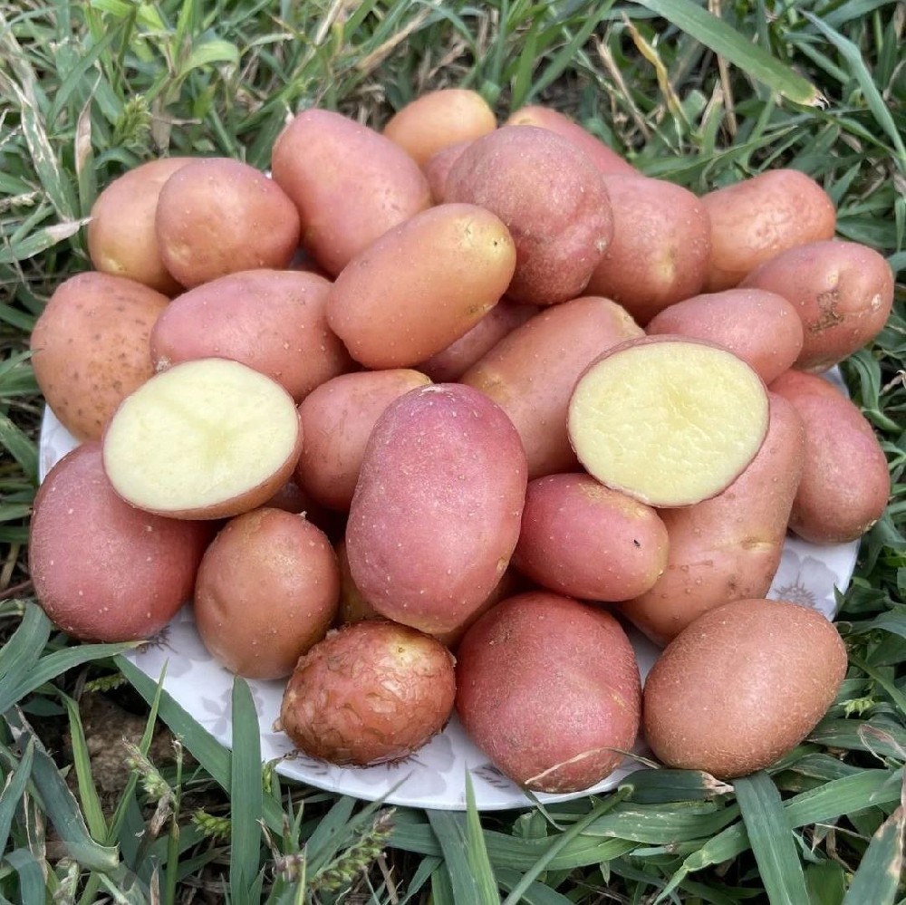 有机红皮小土豆 - 第1张 有机红皮小土豆 - 第1张
