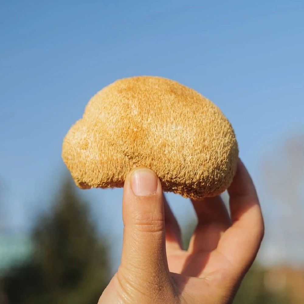 有机猴头菇 - 第1张 有机猴头菇 - 第1张