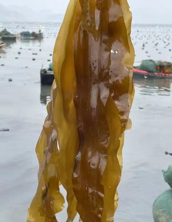 远方的梦想压缩有机海带苗 - 第11张 远方的梦想压缩有机海带苗 - 第11张