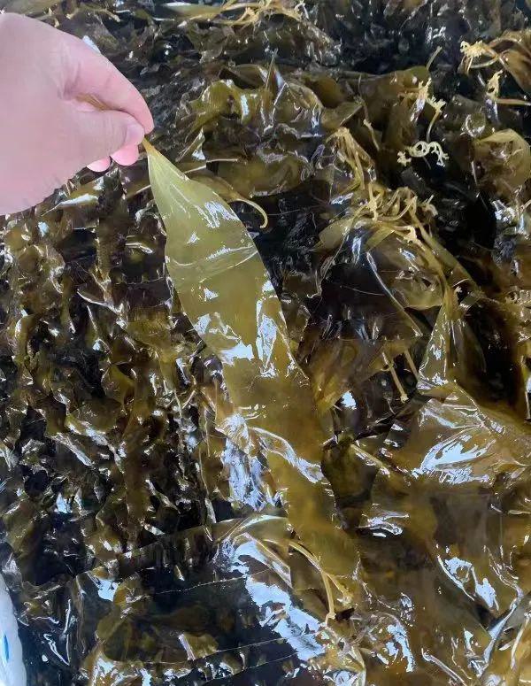 远方的梦想压缩有机海带苗 - 第14张 远方的梦想压缩有机海带苗 - 第14张