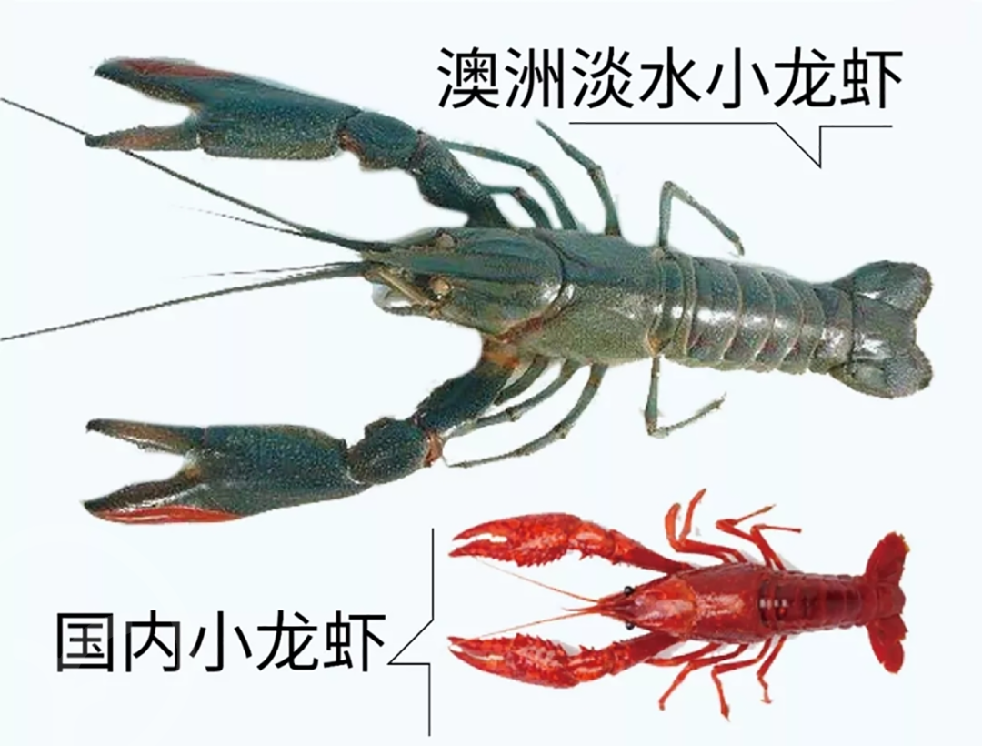 麻辣小龙虾 - 第27张 麻辣小龙虾 - 第27张